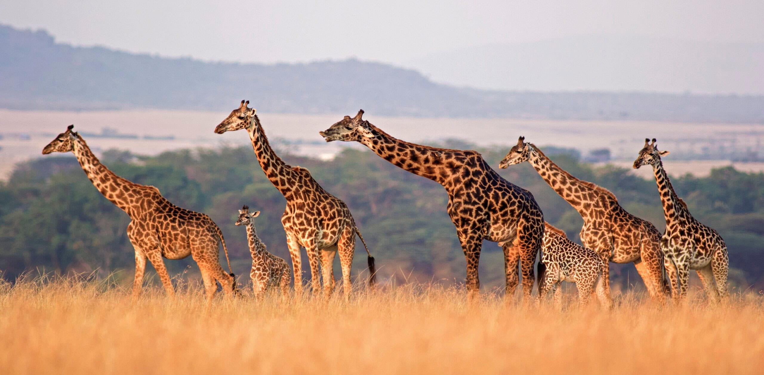 Destination Of The Month - Tanzania background