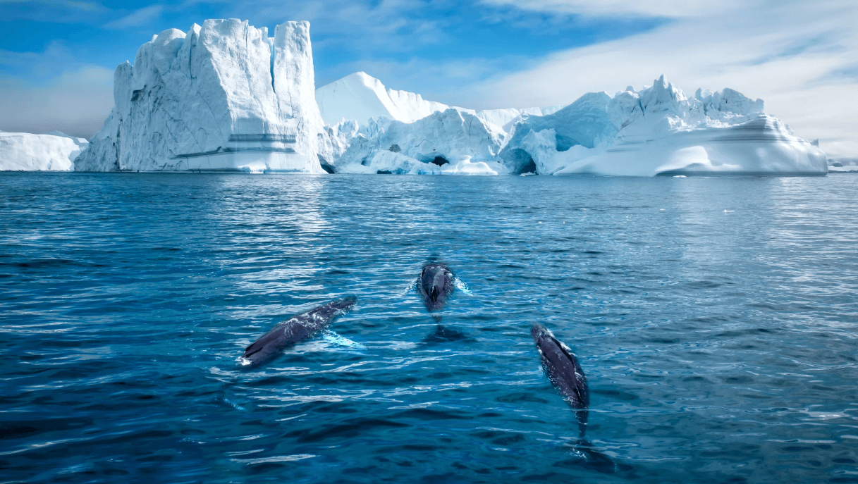 How to Experience the Spirit of Greenland background